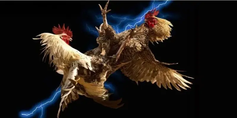 Đá gà tại 188Bet thu hút đông đảo kê thủ tham gia